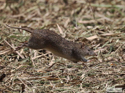Northern Brown Bandicoot, Little Mulgrave Rd, Little Mulgrave, QLD, AU, photo 8 of 10