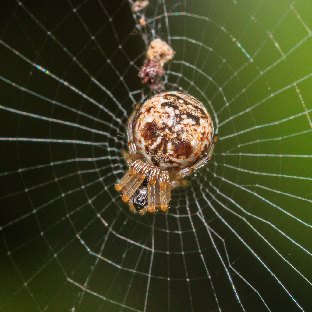 Cyclosa mulmeinensis
