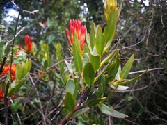 Tristerix longibracteatus