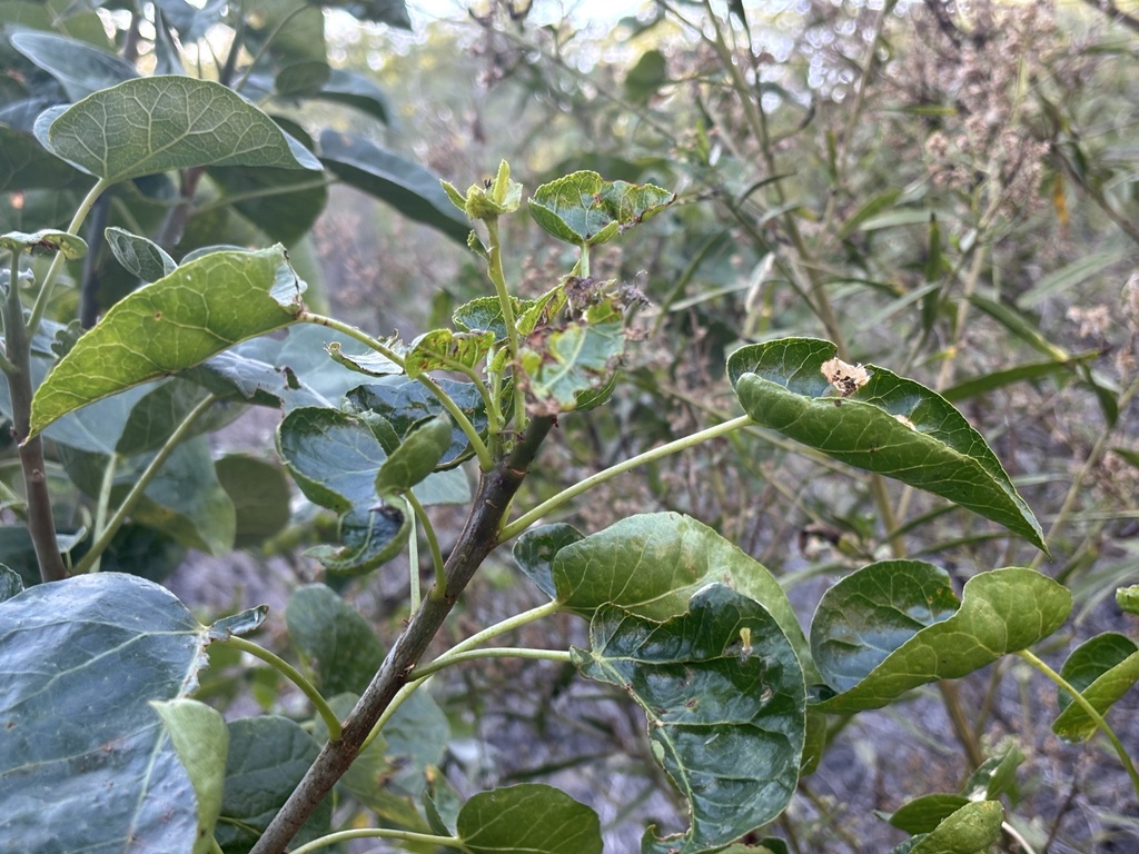 Jatropha vernicosa; photograph (c) Sula Vanderplank, some rights reserved (CC BY)