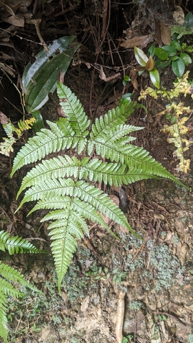 Limelight wood fern (Dryopteris formosana)