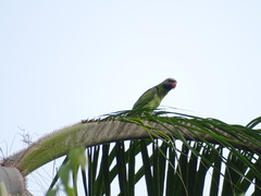 Psittacula longicauda