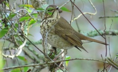 Catharus guttatus image