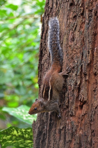 Jungle Palm Squirrel