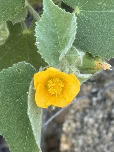 Abutilon californicum (Abutilon californicum)