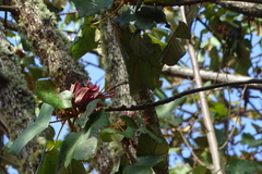 Chiranthodendron pentadactylon