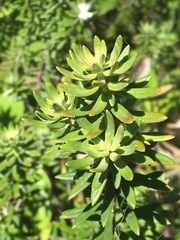 Westringia fruticosa