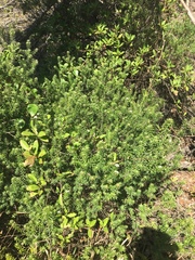 Westringia fruticosa