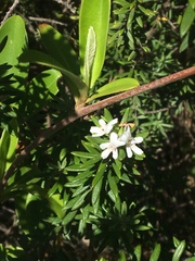 Westringia fruticosa
