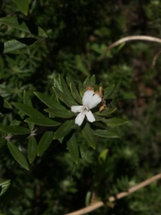 Westringia fruticosa