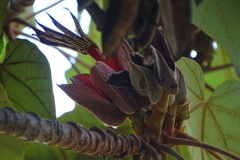 Chiranthodendron pentadactylon