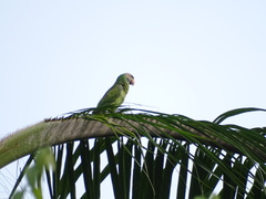 Psittacula longicauda