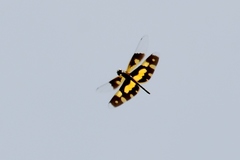 Rhyothemis variegata
