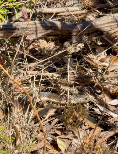 Lowlands Copperhead sighting