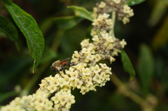 Melipona fasciata