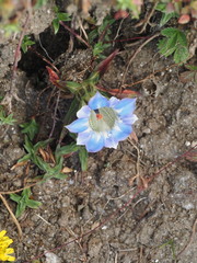 Gentiana depressa, photograph (c) V_Nebenfuehr, some rights reserved (CC BY)