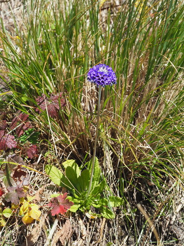 Primula capitata