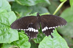 Papilio polytes