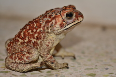 Duttaphrynus melanostictus