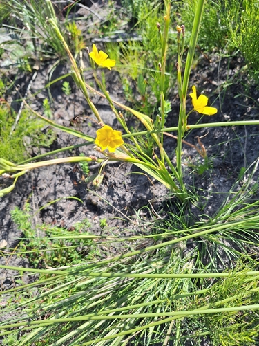 Moraea lewisiae, photograph 3