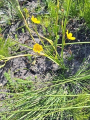 Moraea lewisiae, photograph (c) Adele SL, some rights reserved (CC BY)