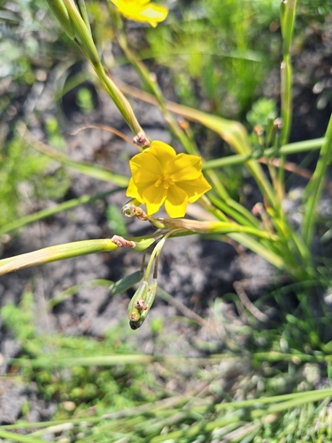 Moraea lewisiae, photograph 4