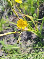 Moraea lewisiae, photograph (c) Adele SL, some rights reserved (CC BY)