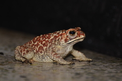 Duttaphrynus melanostictus