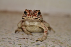 Duttaphrynus melanostictus