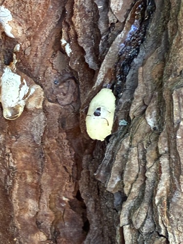 Tricholomopsis sulfureoides