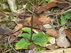 Mesadenus lucayanus