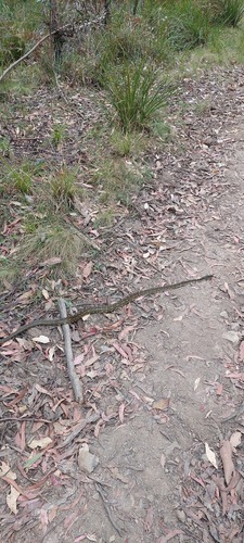 Diamond Python sighting