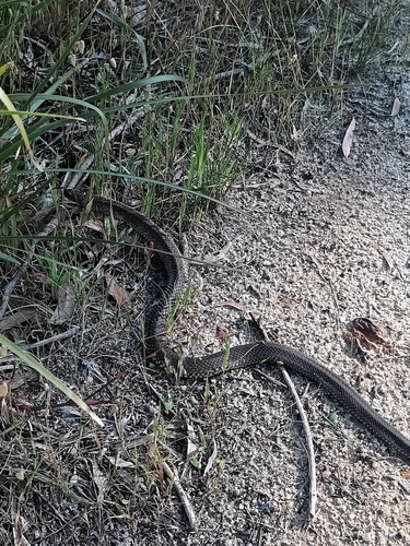 Tiger Snake sighting