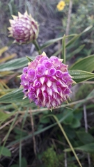 Elleanthus capitatus