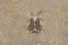 Pseudoadites frigida