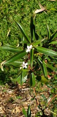 Myoporum viscosum