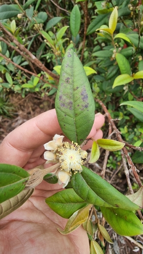 Rhodomyrtus sericea, 2025-10-28