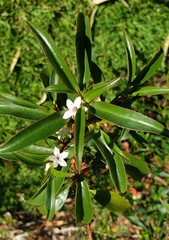 Myoporum viscosum