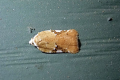 Acleris cervinana