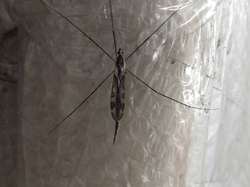 Tipula coquilletti