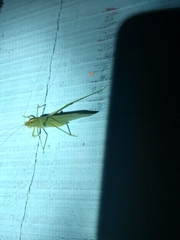 Grammadera steinbachi