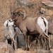 Rocky Mountain Bighorn Sheep - Photo (c) Jeremiah, some rights reserved (CC BY-NC), uploaded by Jeremiah