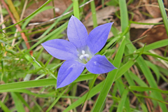 Wahlenbergia ceracea