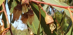 Eucalyptus leucoxylon leucoxylon