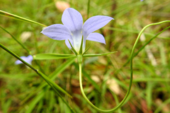 Wahlenbergia ceracea
