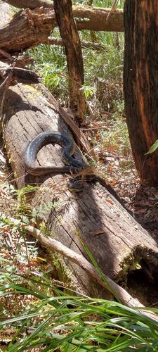 Coastal Carpet Python sighting