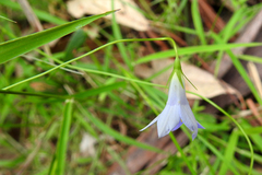 Wahlenbergia ceracea