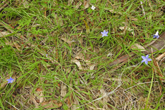 Wahlenbergia ceracea