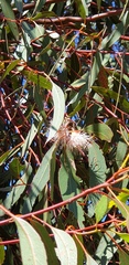Eucalyptus leucoxylon leucoxylon
