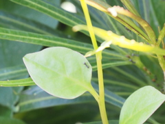 Formicidae